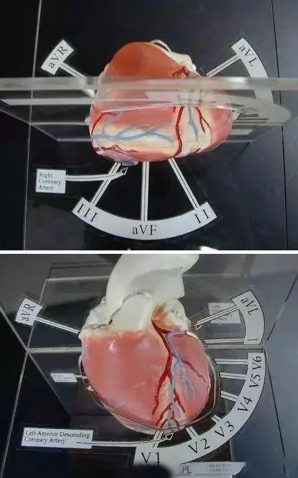 心血管系统及疾病图解大合集，值得收藏！