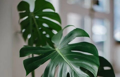 pexels-photo-2001154 (1).jpeg