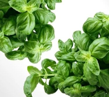basil-herbs-green-mediterranean-40720.jpeg