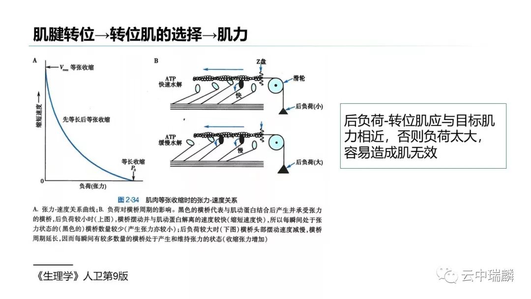 一文掌握：肌腱转位的原则及手术要点