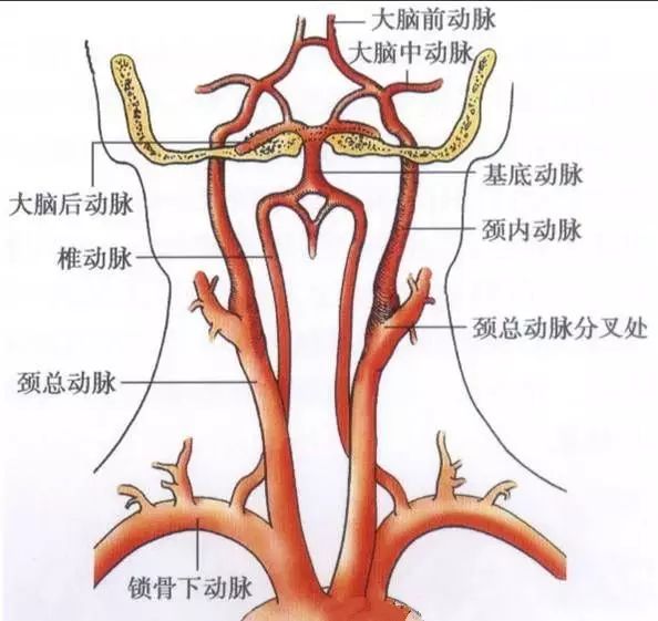 椎动脉：脊柱外科医生最头痛的血管！