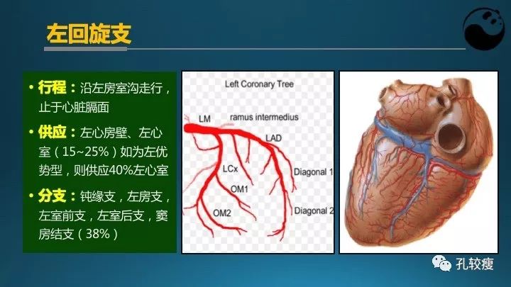 步步为营掌握冠状动脉造影【一】：解剖-体位-安全法则