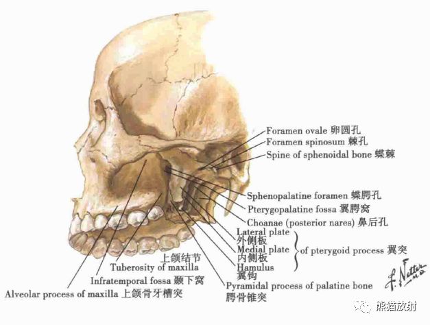 值得收藏！头颈部解剖图谱——骨、关节及韧带（双语）