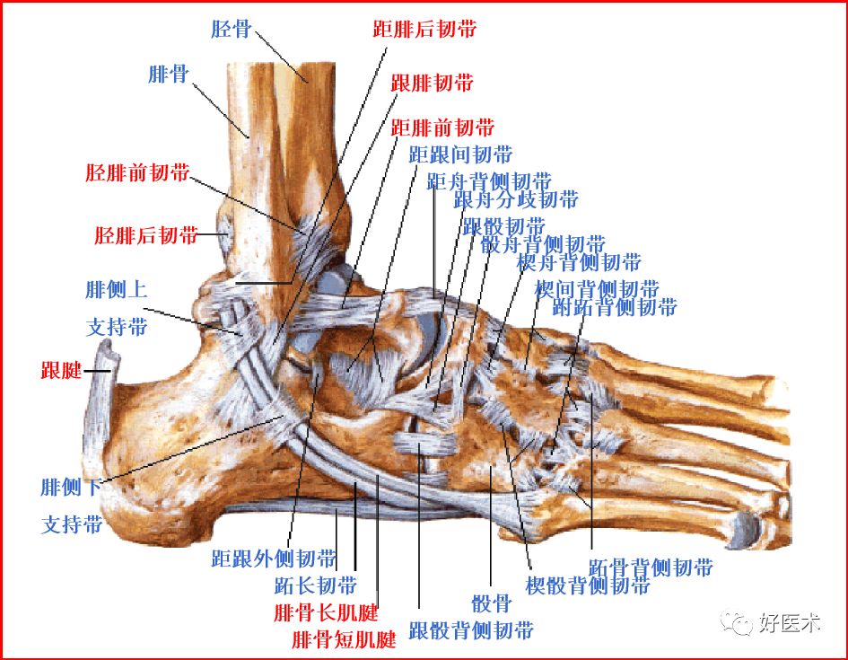 踝关节MRI解剖与常见病变，都在这篇文章里！
