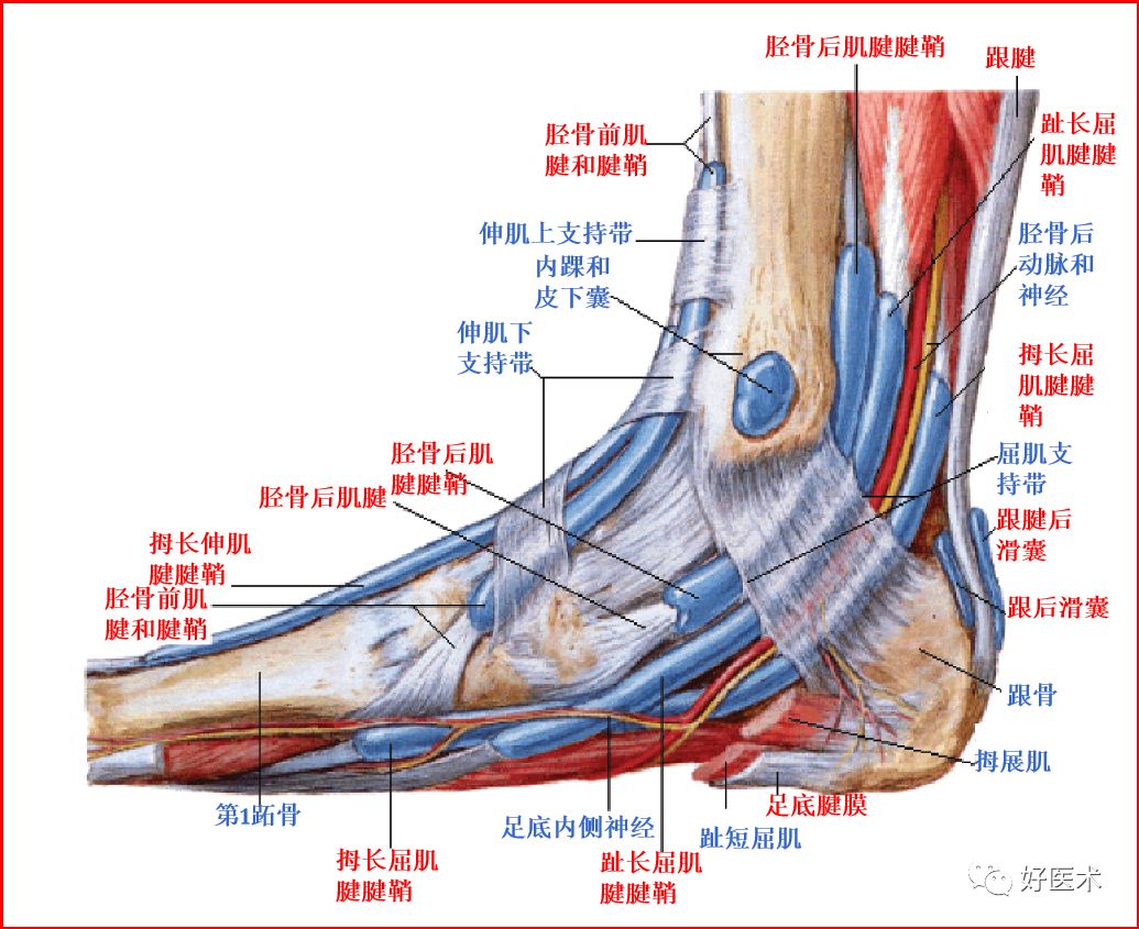 解剖学笔记 | 上肢骨的关节（骨） - 知乎