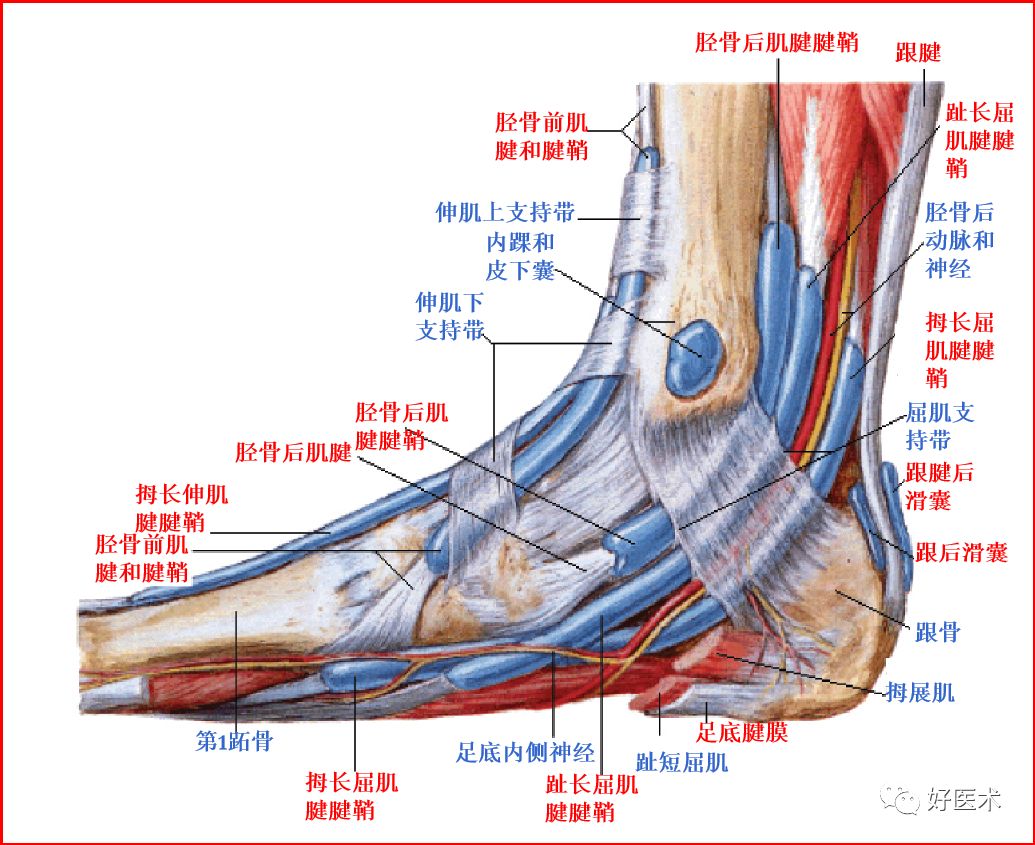 脚踝骨骼结构图_脚踝骨骼立体图_微信公众号文章