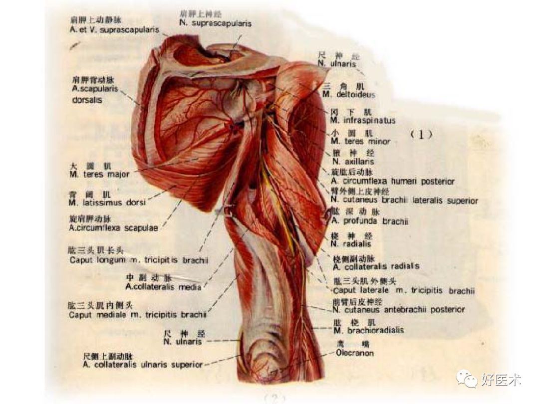 肩周炎7大要点详解，看完我就收藏了！