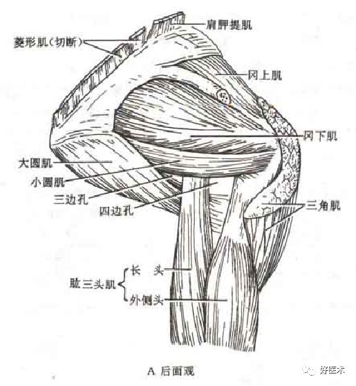 肩周炎7大要点详解，看完我就收藏了！