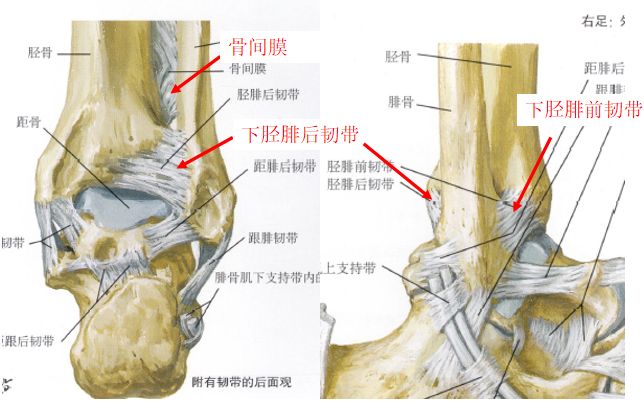 踝关节骨折如何分型？这篇文章告诉你！