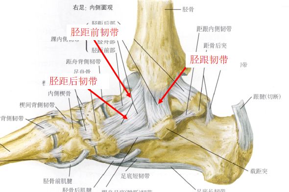 踝关节骨折如何分型？这篇文章告诉你！