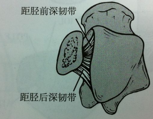 踝关节骨折如何分型？这篇文章告诉你！