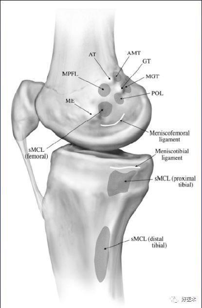 膝关节解剖高清图解，基础必备！