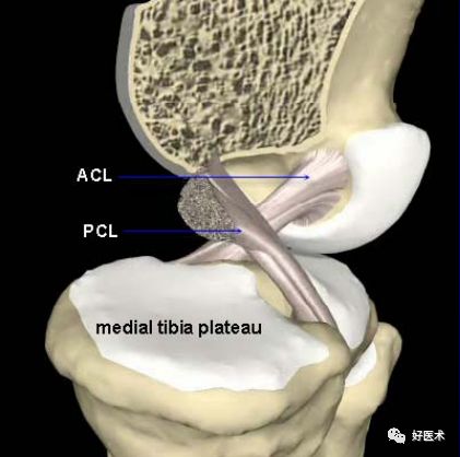 膝关节解剖高清图解，基础必备！