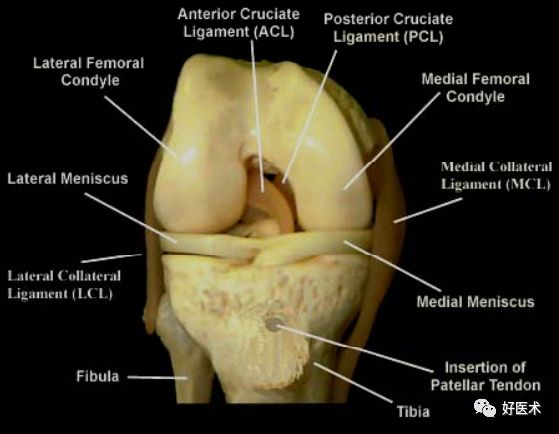 膝关节解剖高清图解，基础必备！