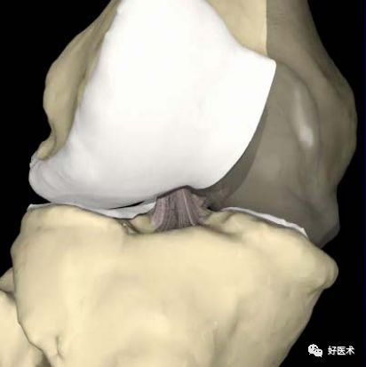 膝关节解剖高清图解，基础必备！