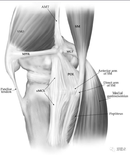 膝关节解剖高清图解，基础必备！