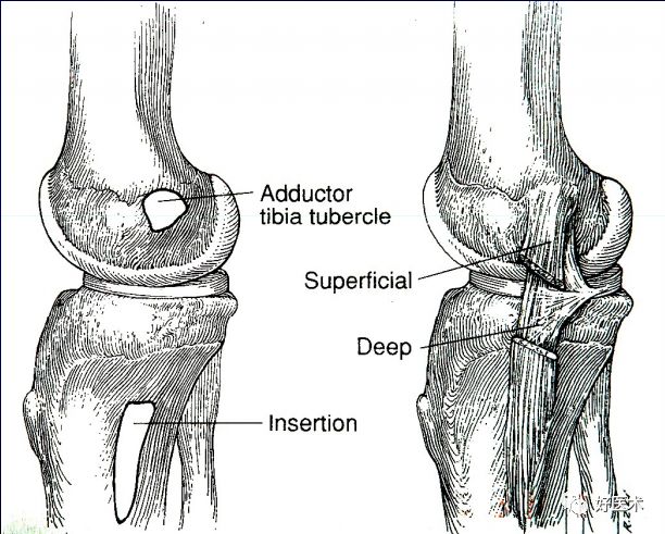 膝关节解剖高清图解，基础必备！