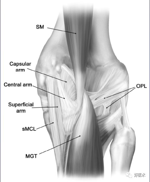 膝关节解剖高清图解，基础必备！