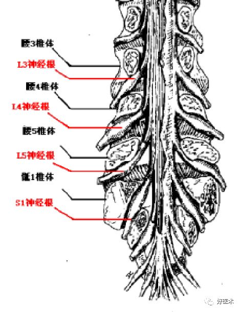 10分钟带您系统学习：腰椎间盘突出症！