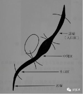 10分钟带您系统学习：腰椎间盘突出症！