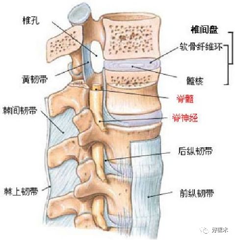 10分钟带您系统学习：腰椎间盘突出症！