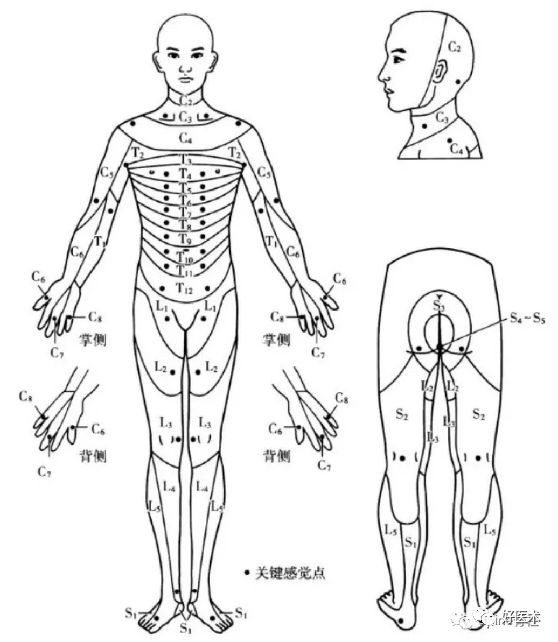 10分钟带您系统学习：腰椎间盘突出症！