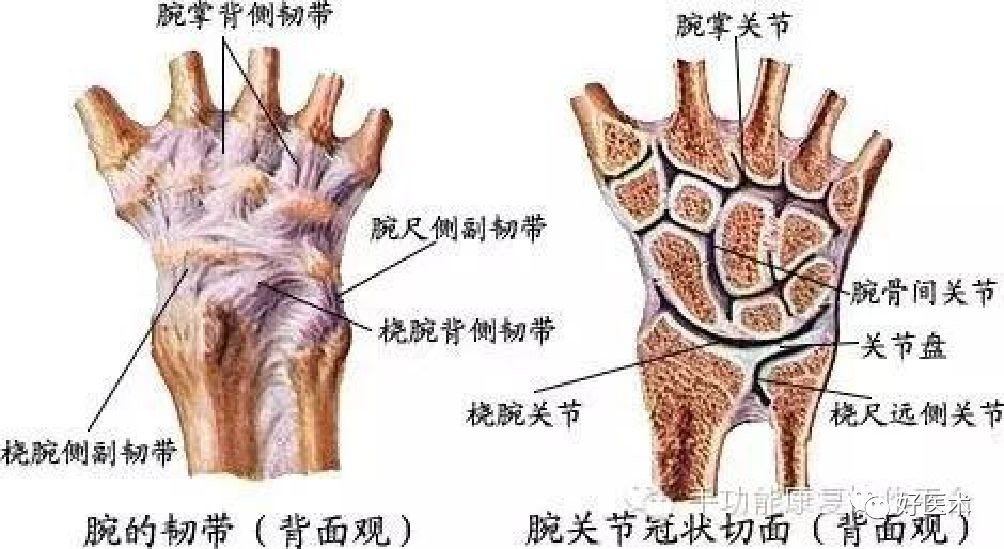 掌握这5个热点问题，你也可以做好桡骨远端骨折！