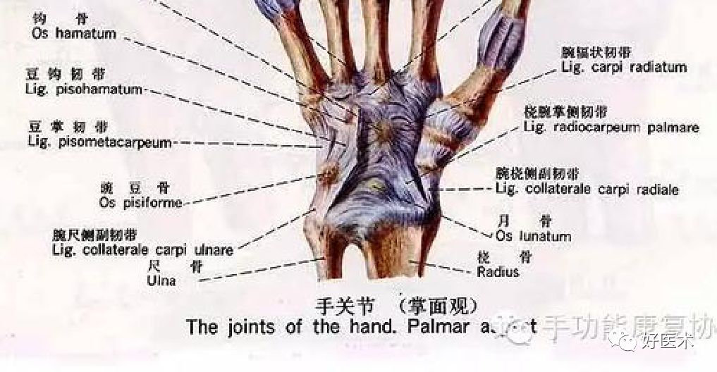 掌握这5个热点问题，你也可以做好桡骨远端骨折！