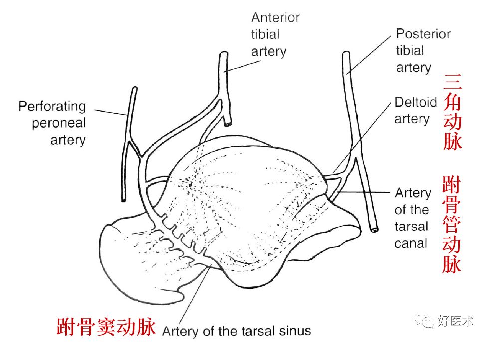 距骨骨折的治疗方法全解析，值得一看！