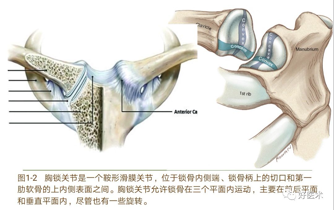 胸锁关节脱位的诊治技巧，系统详解！