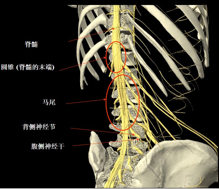 如何应对急性腰扭伤？看这篇就够了！