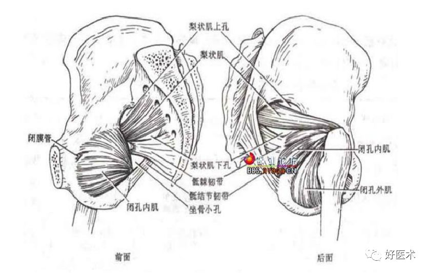 关于梨状肌综合征，你全都了解吗？