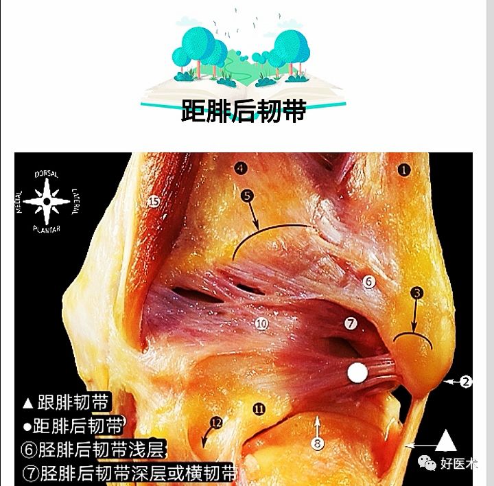 一文搞定！踝关节周围韧带的解剖及MRI特征