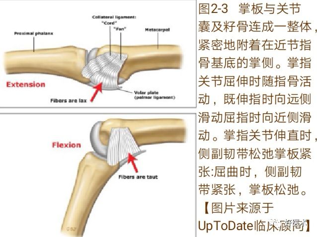 掌指关节脱位的诊治要点，看完这篇就够了！