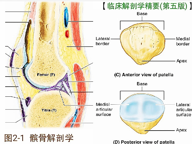 引起青壮年膝前痛的髌骨软骨软化症，你了解吗？