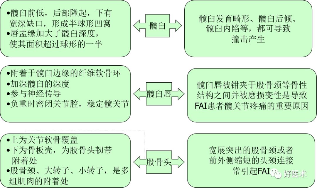 什么是“髋关节撞击综合征”？本文告诉你！