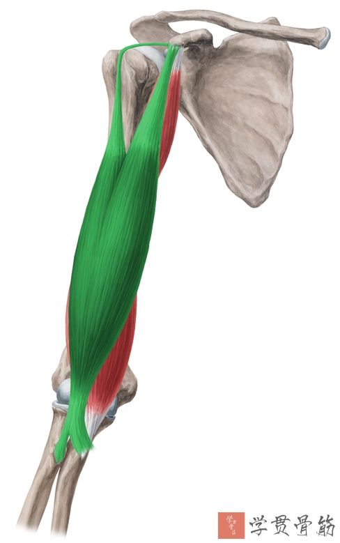 51张上臂局部解剖高清图解，推荐收藏版！