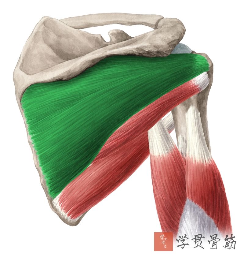 51张上臂局部解剖高清图解，推荐收藏版！