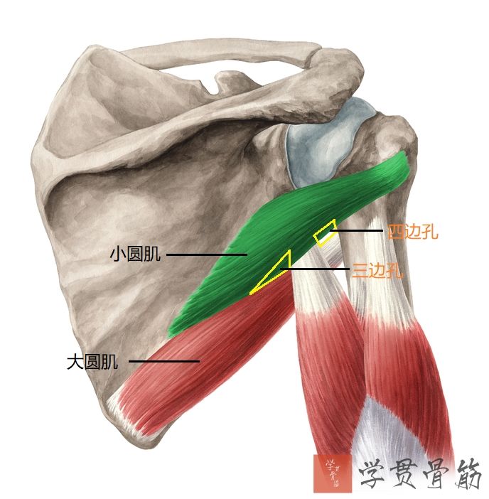 51张上臂局部解剖高清图解，推荐收藏版！