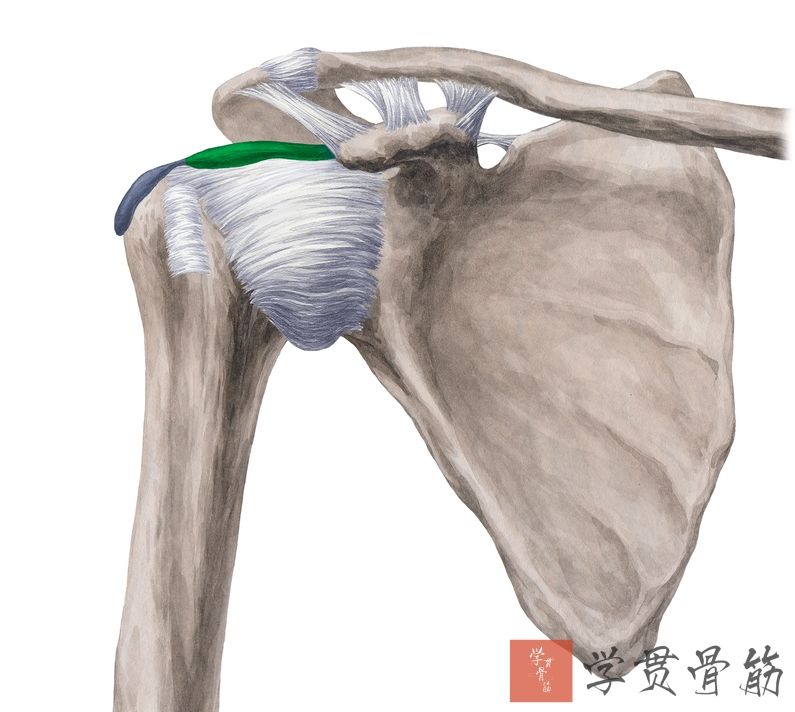 51张上臂局部解剖高清图解，推荐收藏版！