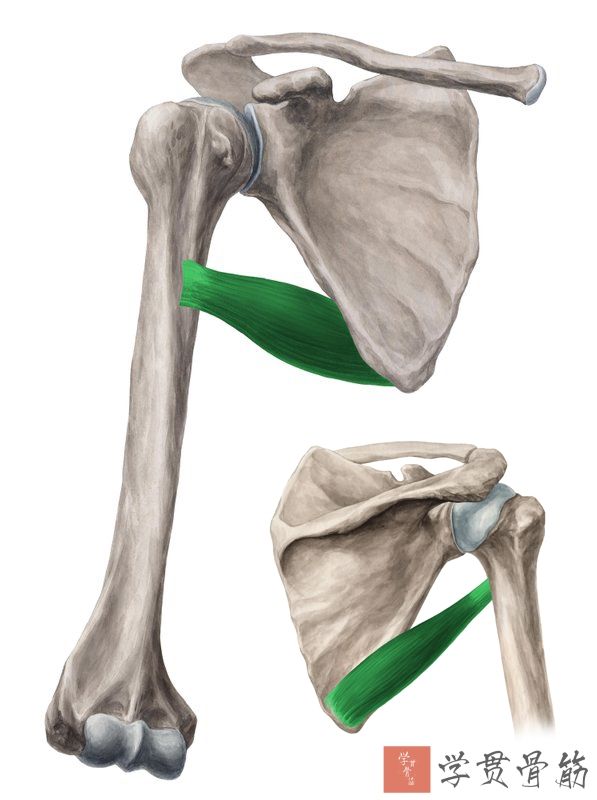 51张上臂局部解剖高清图解，推荐收藏版！