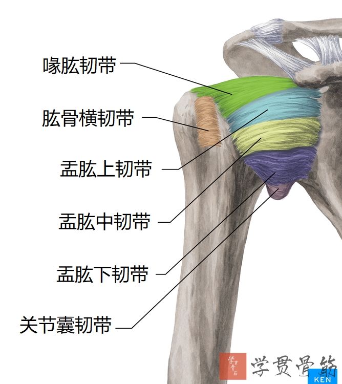 51张上臂局部解剖高清图解，推荐收藏版！