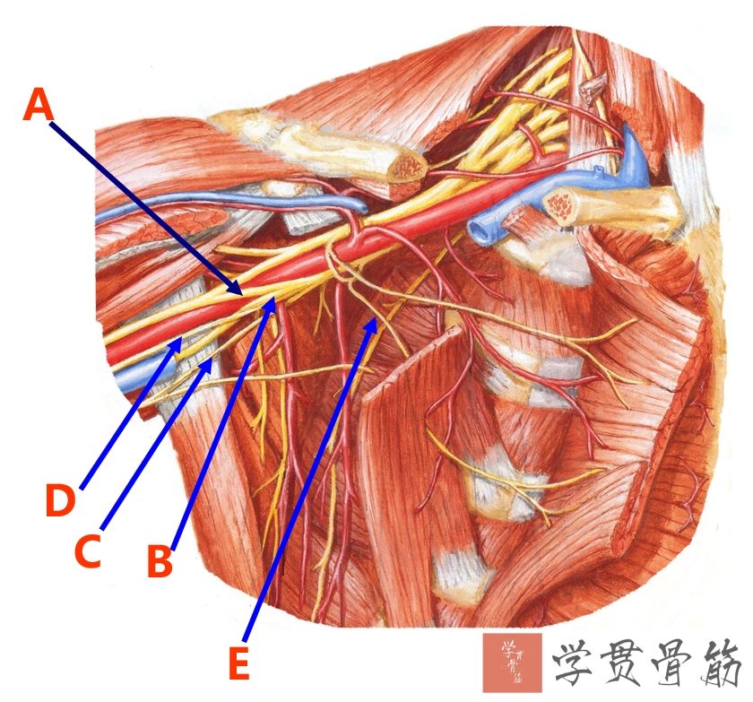 51张上臂局部解剖高清图解，推荐收藏版！