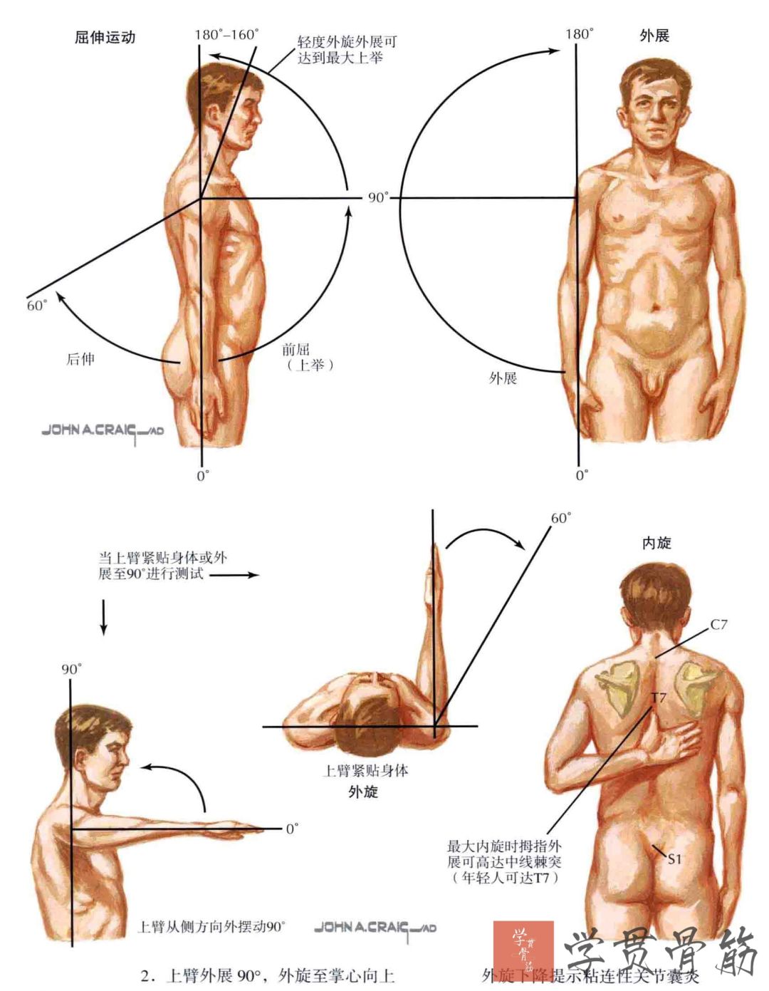 51张上臂局部解剖高清图解，推荐收藏版！