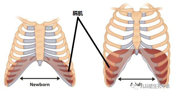 肋骨外翻是为什么？为什么说和缺钙无关？