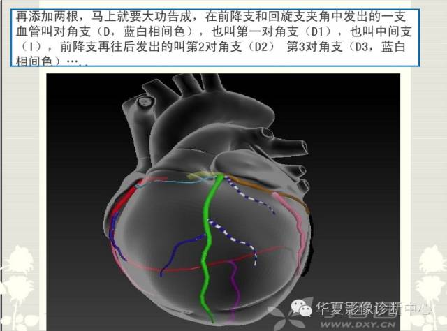 图文详解冠脉解剖及分段，值得收藏！