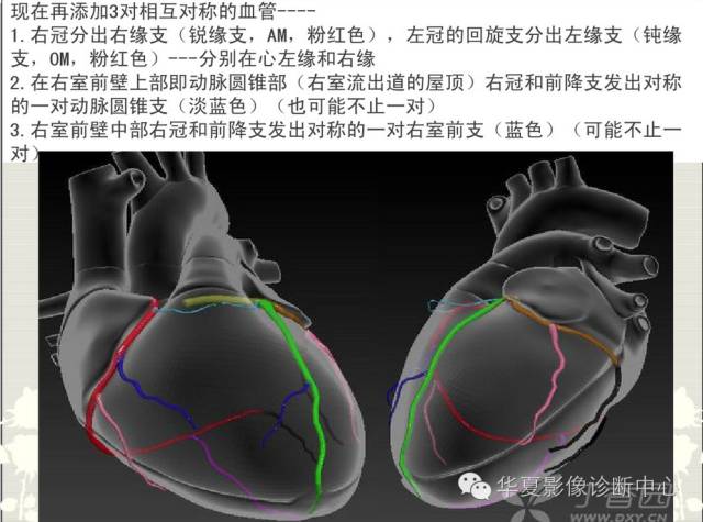 图文详解冠脉解剖及分段，值得收藏！