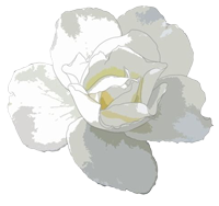 花朵,植物,绽放