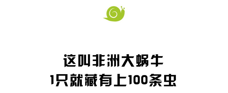 雨后遍地爬的大蜗牛，为啥不能让孩子碰？快转发提醒更多的人！