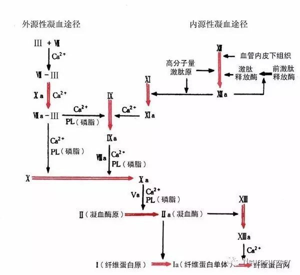 抗血小板、抗凝、抗栓，这篇文章给你讲清楚！